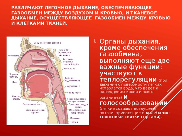 Газообмен между воздухом. Легочное дыхание обеспечивает газообмен между. Дыхание обеспечивающее газообмен между воздухом и кровью. Легочное дыхание это газообмен между. Орган дыхательной системы, выполняющий функцию газообмена.