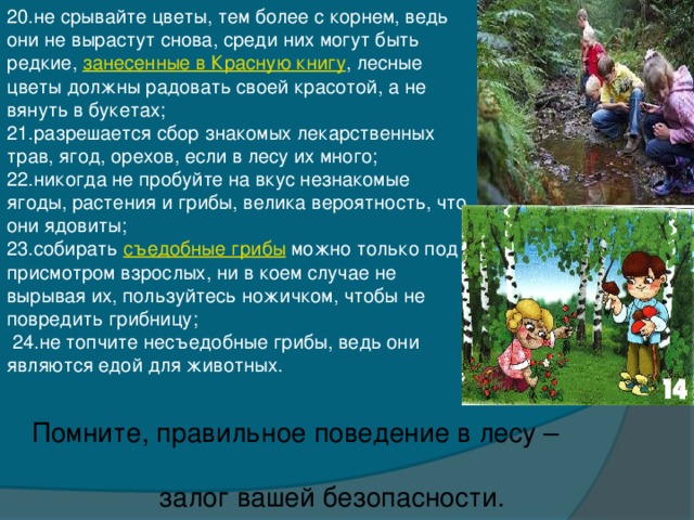 20.не срывайте цветы, тем более с корнем, ведь они не вырастут снова, среди них могут быть редкие,  занесенные в Красную книгу , лесные цветы должны радовать своей красотой, а не вянуть в букетах; 21.разрешается сбор знакомых лекарственных трав, ягод, орехов, если в лесу их много; 22.никогда не пробуйте на вкус незнакомые ягоды, растения и грибы, велика вероятность, что они ядовиты; 23.собирать  съедобные грибы  можно только под присмотром взрослых, ни в коем случае не вырывая их, пользуйтесь ножичком, чтобы не повредить грибницу;  24.не топчите несъедобные грибы, ведь они являются едой для животных. Помните, правильное поведение в лесу –  залог вашей безопасности.