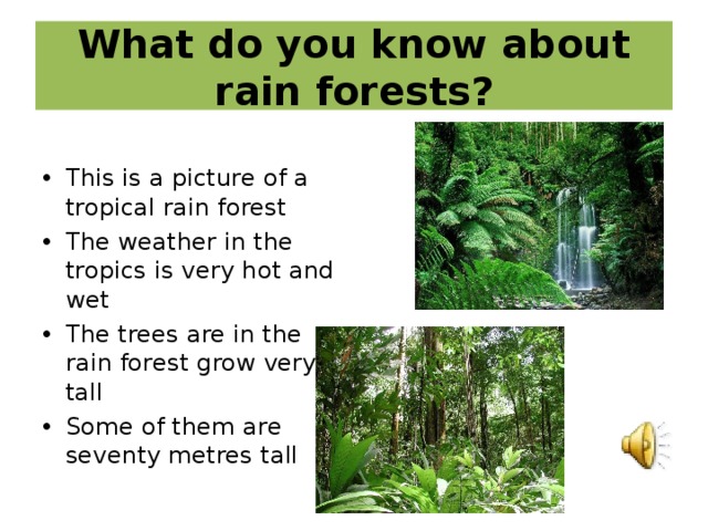 Тропический лес текст. Тропический лес. Тропические леса на английском языке. Текст про тропические леса. Тропический лес проект.