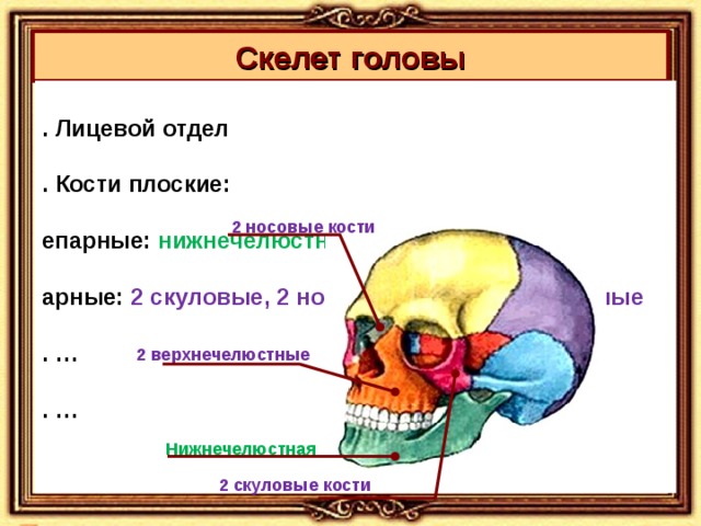 Парные кости лицевого. Лицевой отдел человека парные и непарные кости. Парные и не Парнве кости головы. Парные и непарные кости черепа. Парные и непарные кости черепа человека.