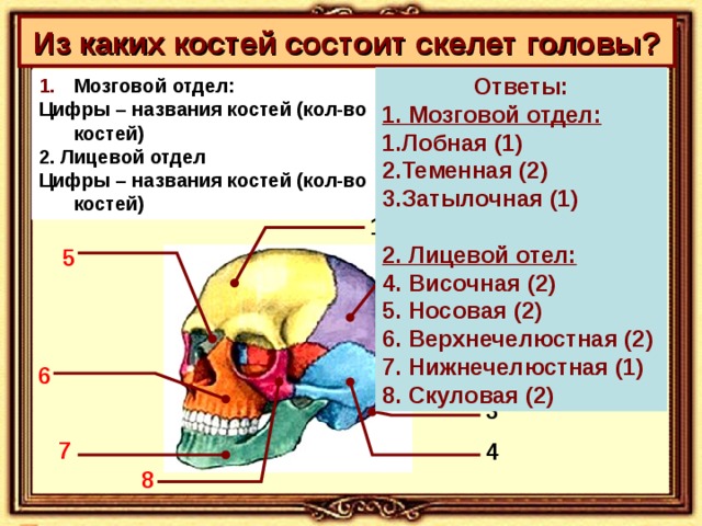 Лобная отдел скелета. Скелет головы состоит из.