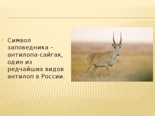 Где обитает сайгак в какой природной. Отличия и сходства сайгака и антилопы. Сайгак на карте России. Среда обитания антилопы Сайгак в России на карте.