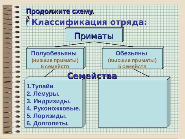 План урока отряд приматы