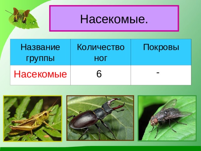 Покров насекомых. Покров насекомых 2 класс. Покров у насекомых название. Покров насекомых 2 класс окружающий мир.