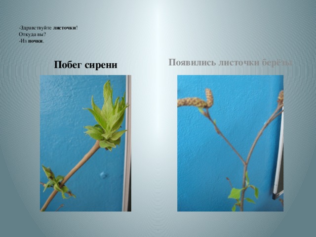 Побег образуется. Побег образуется. Побег и почки 6 класс биология. Побег развивается из почки из зачаточного стебля. Рост и развитие побега.