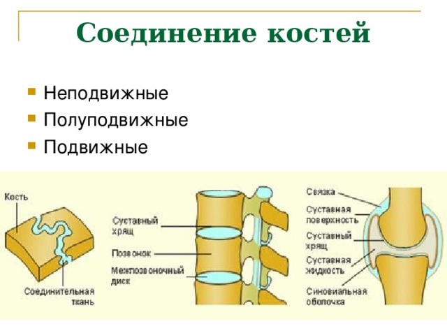 Полуподвижные соединения костей