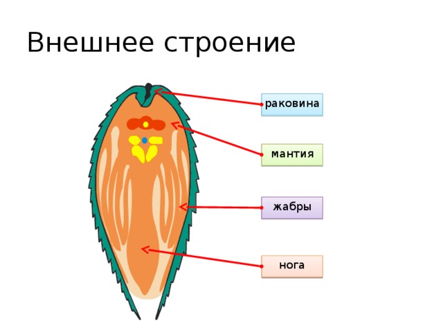 Кто из организмов не имеет мантии